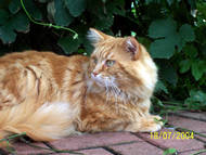 Bilder von Red Satin